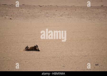 Wildpferd Rollen in Sand Stockfoto