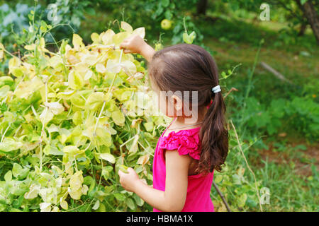 kleines Mädchen bricht die Erbsen im Garten Stockfoto