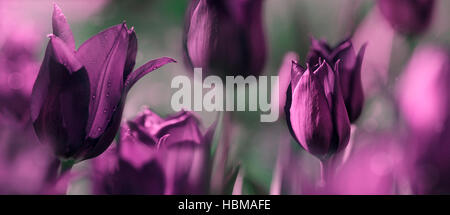 Blumen getönte Konzept Stockfoto