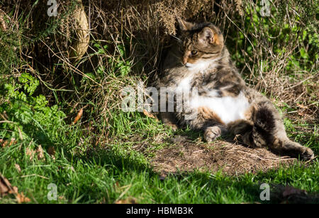 Schottische Wildkatze (Felis Silvestris) in Gefangenschaft Stockfoto