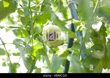 Calcium-Mangel auf einer grünen jungen Tomate auf Bauernhof Stockfoto