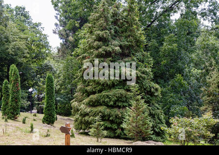 Arboretum von tropischen und subtropischen Pflanzen. Stockfoto