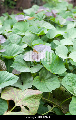 Grün und lila frische Blätter der Süßkartoffel auf Bauernhof Stockfoto