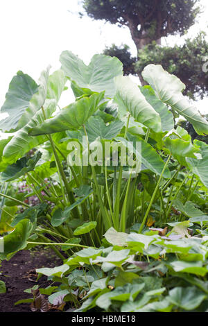 Asiatische Kartoffel genannt ein Taro angebaut auf dem Bauernhof Stockfoto