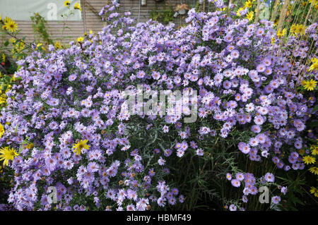 Aster Novi-Belgii, New York aster Stockfoto