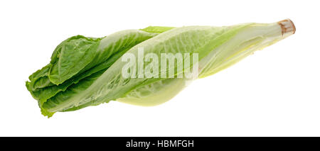 Römersalat, isoliert auf weißem Hintergrund Stockfoto