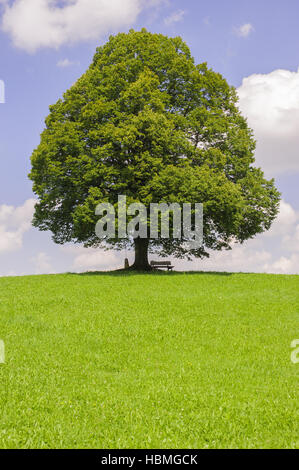 große einzelne Linde im Sommer Stockfoto