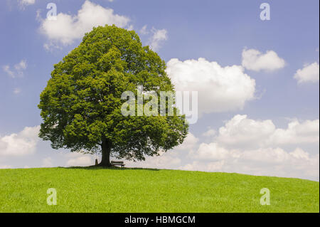 große einzelne Linde im Sommer Stockfoto