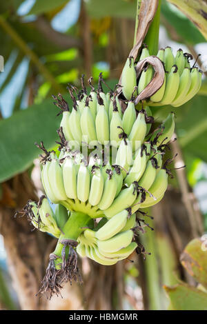 Bündel Bananen auf Baum. Stockfoto