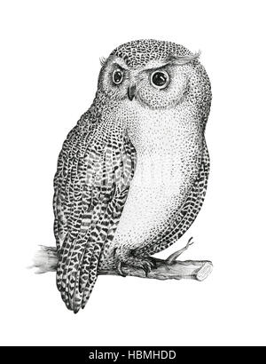 Handgezeichnete isoliert schwarz weißen Abbildung Eule fliegen Vogel. Trib Stockfoto