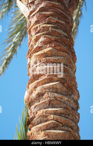 Dattelpalme Nahaufnahme Foto Stockfoto