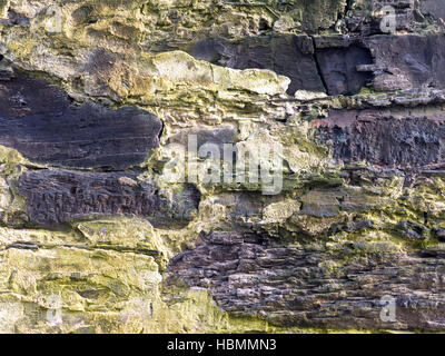 Bunte alte Steinmauer mit grünem Moos Closeup Hintergrund bedeckt Stockfoto