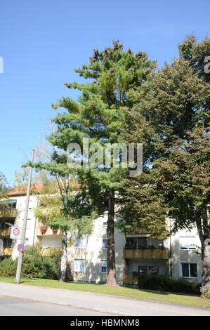 Pinus Strobus, Weymouth-Kiefer Stockfoto