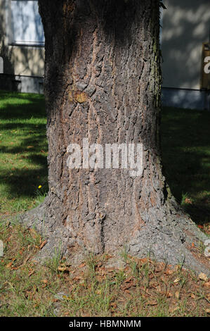 Pinus Strobus, Weymouth-Kiefer Stockfoto