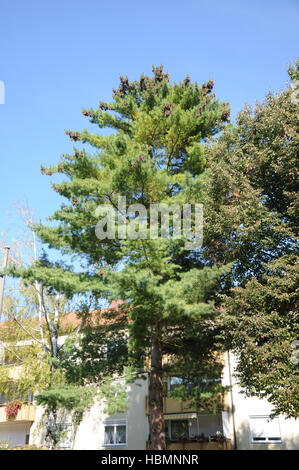 Pinus Strobus, Weymouth-Kiefer Stockfoto