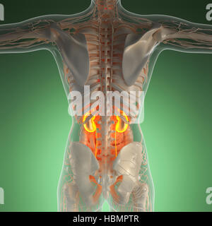 Wissenschaft-Anatomie des menschlichen Körpers im Röntgenbild mit Leuchten Nieren Stockfoto