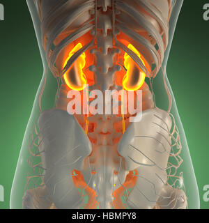 Wissenschaft-Anatomie des menschlichen Körpers im Röntgenbild mit Leuchten Nieren Stockfoto