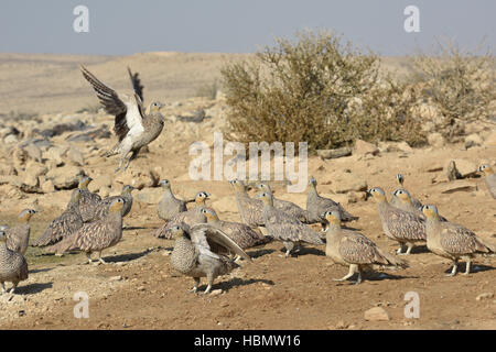 Gekrönte Sandgrouse - Pterocles coronatus Stockfoto