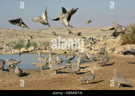 Gekrönte Sandgrouse - Pterocles coronatus Stockfoto