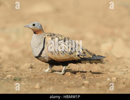 Schwarzbäuchigen Sandgrouse - Pterocles orientalis Stockfoto