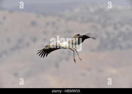 Weißstorch - Ciconia ciconia Stockfoto