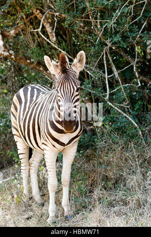 Baby Burchell Zebra suchen ganz allein. Stockfoto