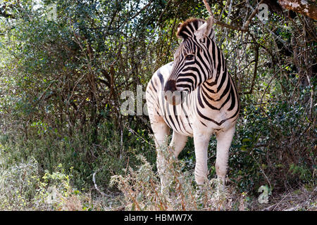 Burchells Zebra auf der linken Seite Suche Stockfoto
