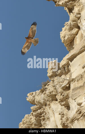 Habichtsadler - Aquila fasciata Stockfoto