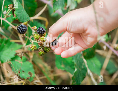 Eine Hand von Kindern wilde Brombeeren pflücken Stockfoto