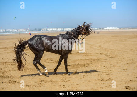 schöne dunkle arabische Hengst im Galopp Stockfoto