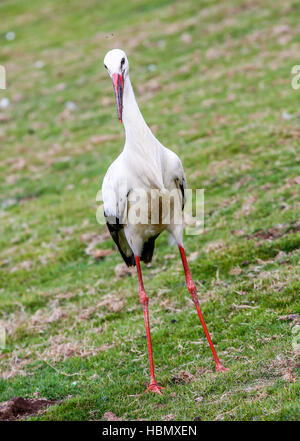 Hautnah auf schwarzen und weißen Storch Stockfoto