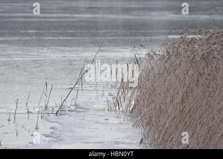 Gefrorene Ufer mit Schilf. Stockfoto