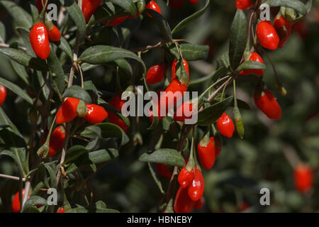 Frische Goji-Beeren wachsen in China, Provinz Xinjiang. Nahaufnahme Stockfoto