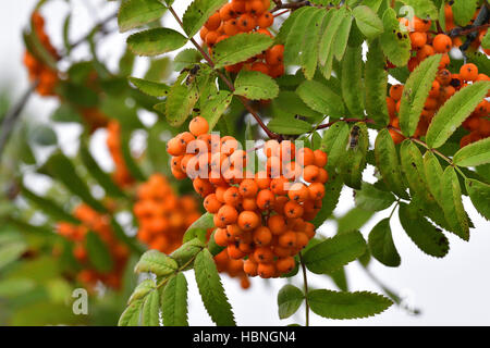 Sorbus aucuparia Stockfoto