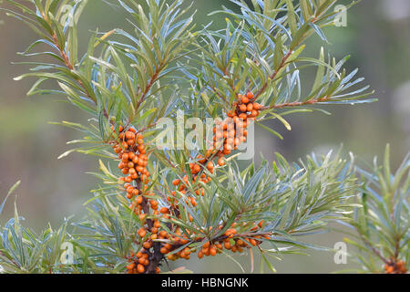 Gemeinsamen Sanddorn Stockfoto