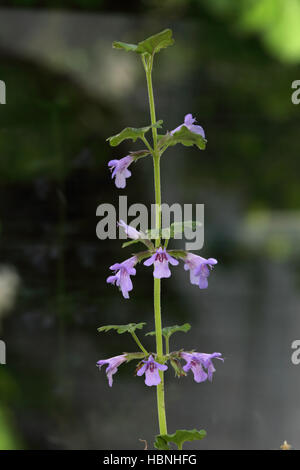 Ground Ivy, Glechoma hederacea Stockfoto