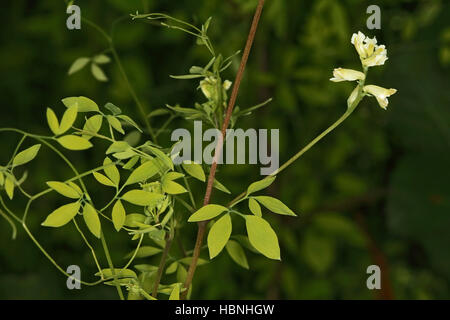 Ceratocapnos Claviculata, Corydalis Klettern Stockfoto