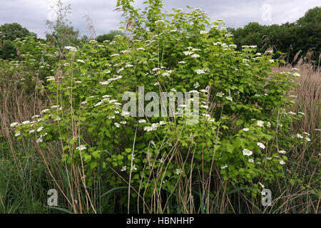 Guelder-Rose, Viburnum opulus Stockfoto