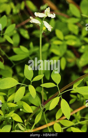 Ceratocapnos Claviculata, Corydalis Klettern Stockfoto