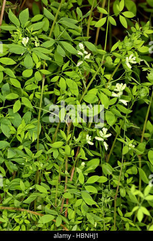 Ceratocapnos Claviculata, Corydalis Klettern Stockfoto