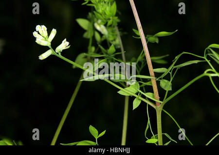 Ceratocapnos Claviculata, Corydalis Klettern Stockfoto