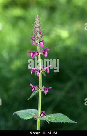 Niederwendischen Sylvatica, Hedge woundwort Stockfoto