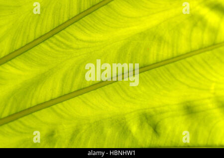 frisches grün hinterleuchtete palm Leaf, Nahaufnahme Stockfoto