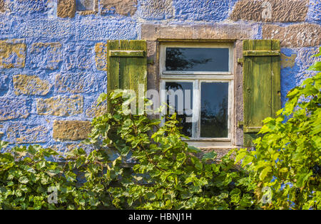 Blaues Haus-Wand mit Fenster und Reben Stockfoto