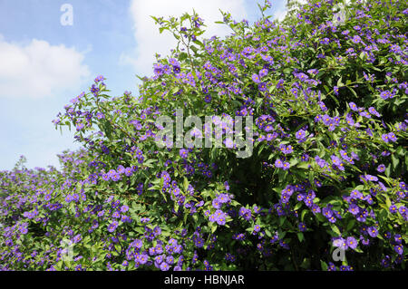 Solanum Rantonnetii, blaue Kartoffel Busch Stockfoto
