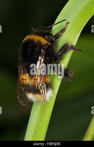 Bombus Terrestris, große Erde Hummel Stockfoto