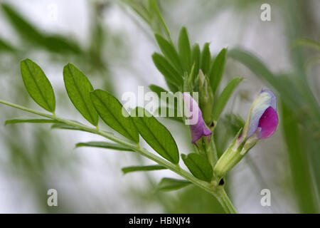 Gemeinsamen Wicke, Vicia sativa Stockfoto