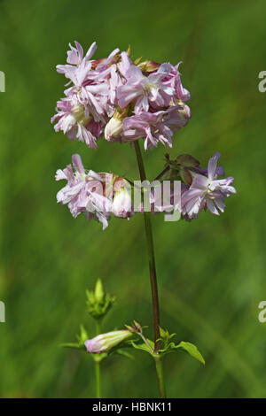 Gemeinsamen Seifenkraut Saponaria officinalis Stockfoto