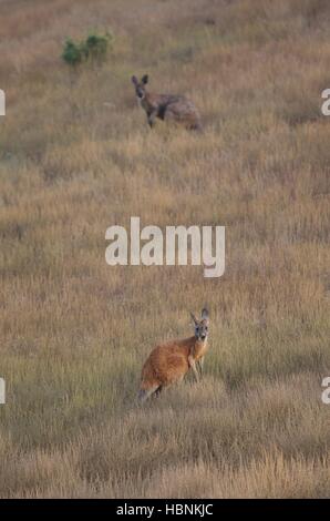 Ein paar rote Kängurus (Macropus Rufus) in das Grasland in der Abenddämmerung im Flinders Ranges National Park, South Australia. Stockfoto