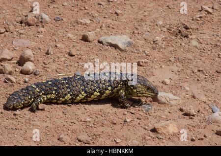 Eine östliche Shingleback Eidechse (Tiliqua Rugosa Aspera) über eine unbefestigte Straße in Nelshaby, South Australia. Stockfoto